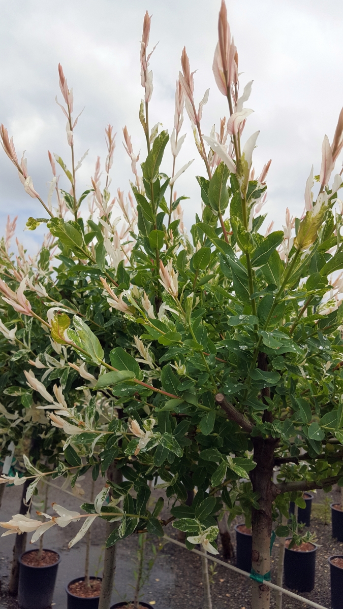 Shrubs Kato S Nursery