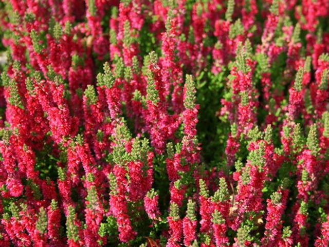 Shrubs - Kato's Nursery