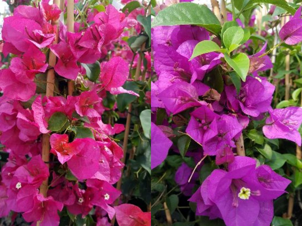 Bougainvillea Secrets - Katos Nursery