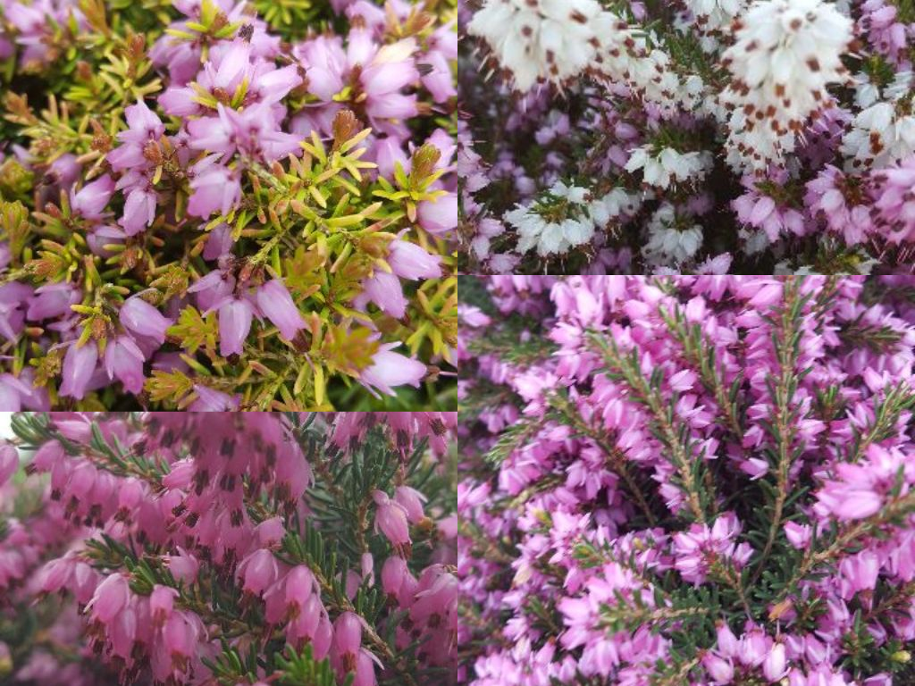 It s All About Heathers Kato s Nursery It s All About Heathers Kato s Nursery