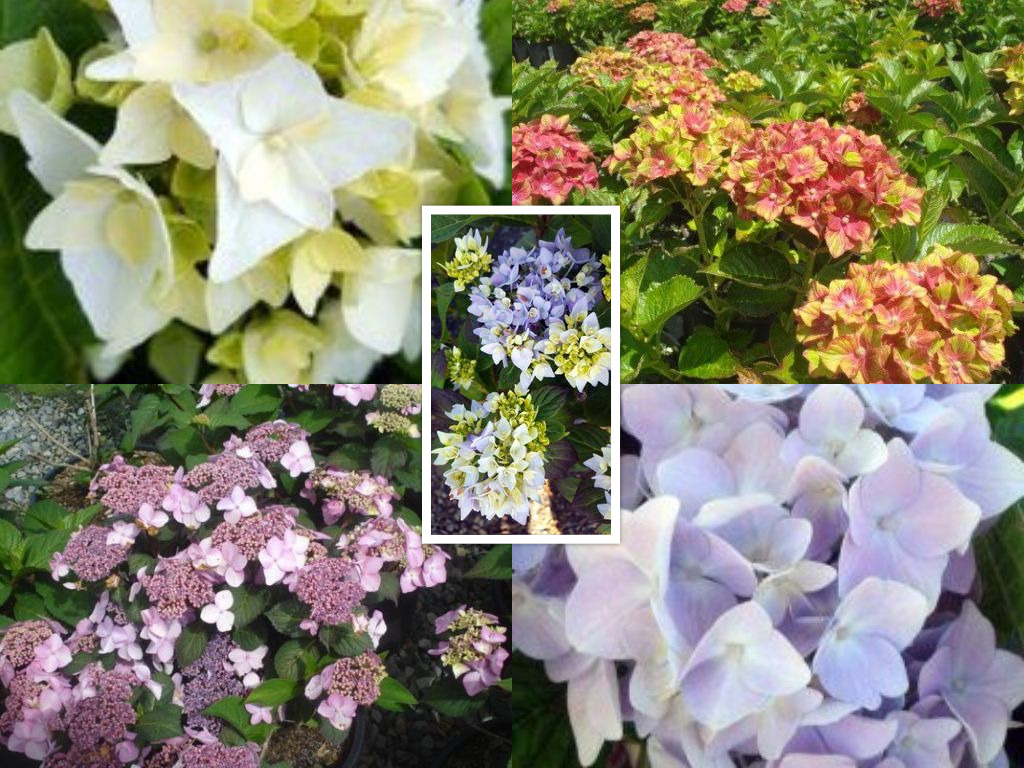 Drama Queens! Hydrangea Macrophylla will add a splash of rich color to your  garden! - Kato's Nursery